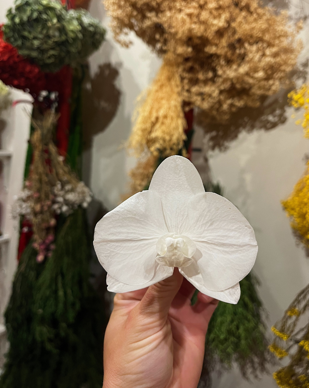 Orquidea Preservada color blanco