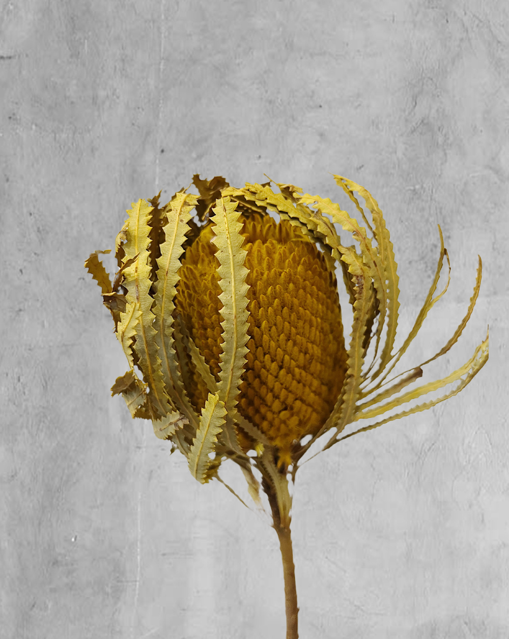 Banksia Amarilla