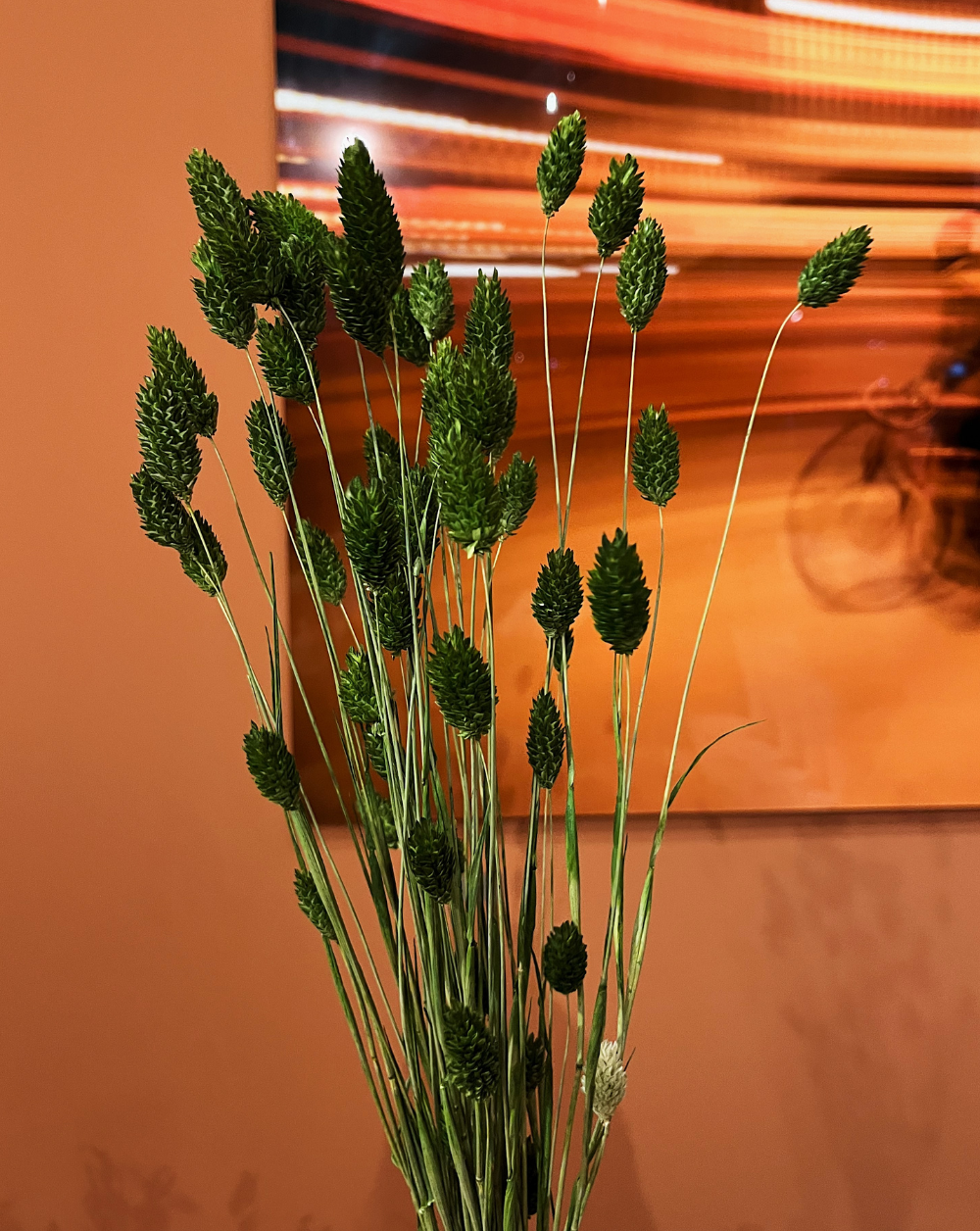 Phalaris Verde