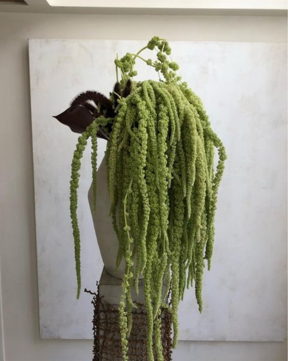 Amaranthus Colgante Verde Claro