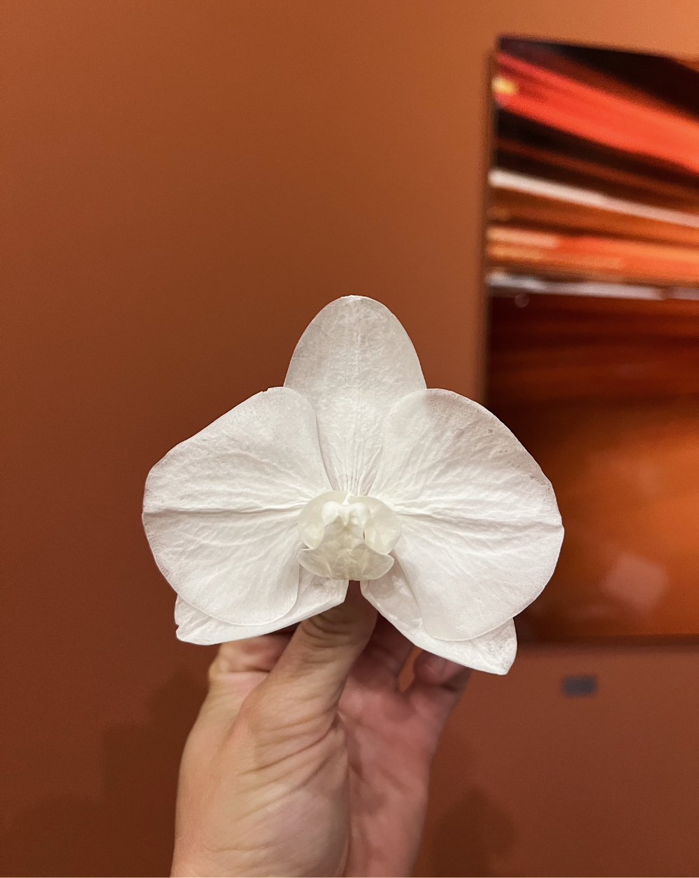 Orquidea Preservada color blanco
