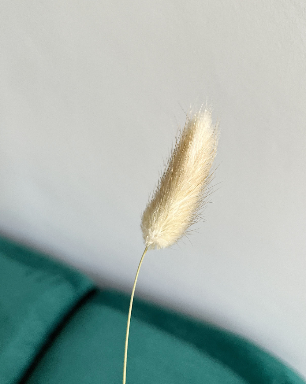 Colitas de Conejo Naturales