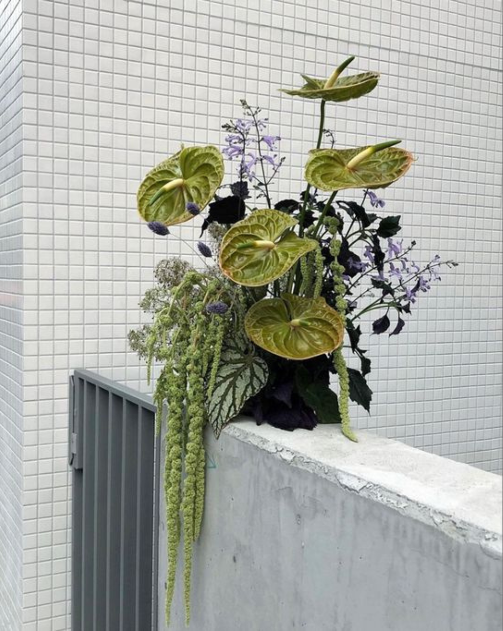 Amaranthus Colgante Verde Claro