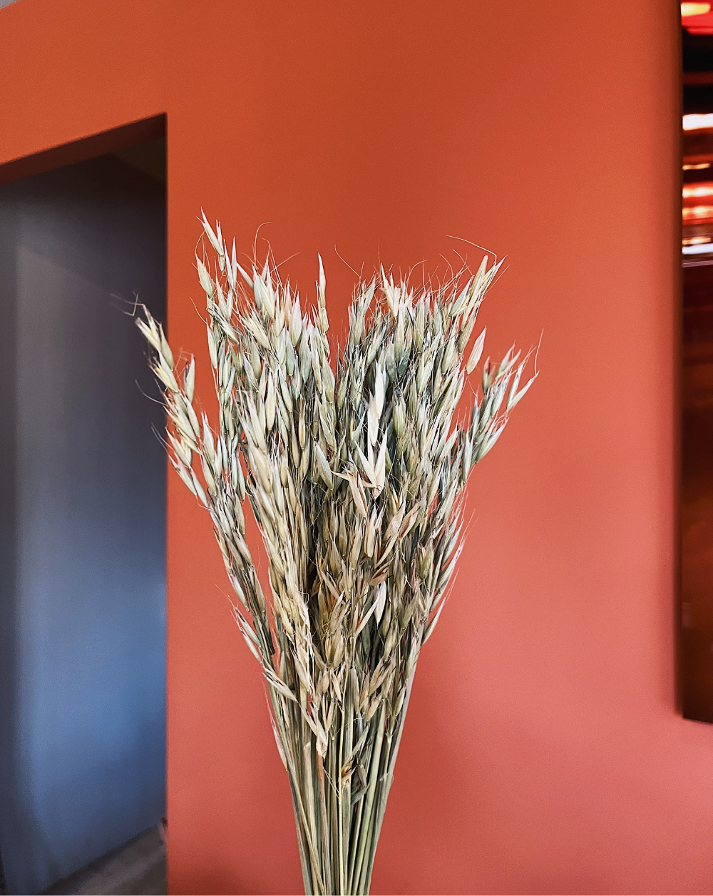 Oat Grass Verde Oliva