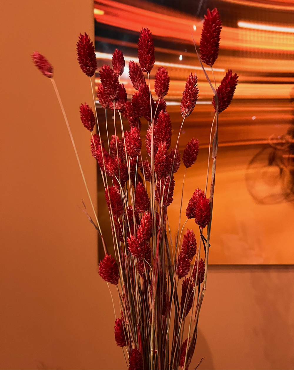 Phalaris Rojo