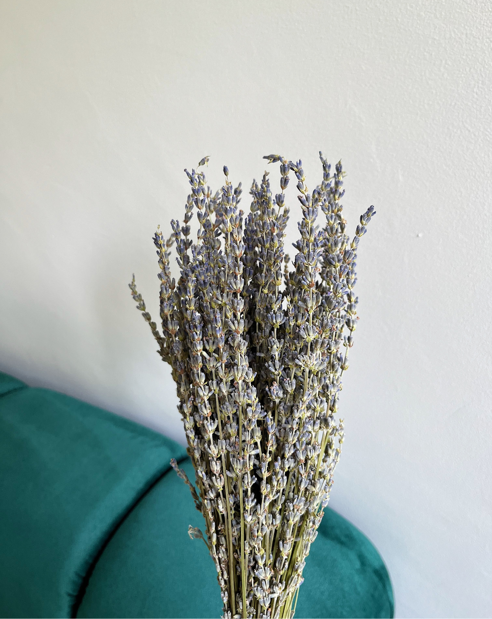 Lavanda