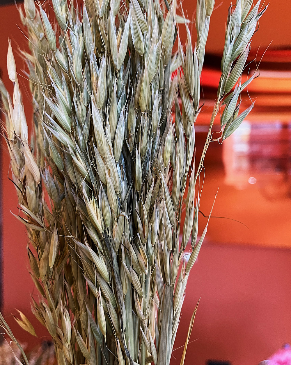 Oat Grass Verde Oliva