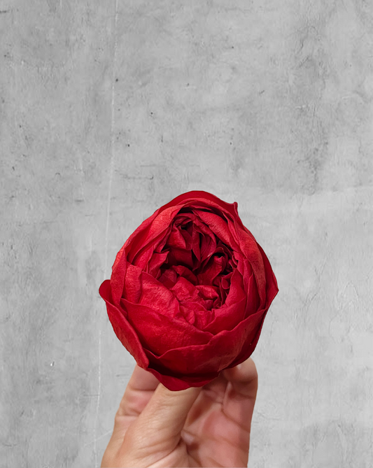 Peonía Preservada Roja (Cabeza)