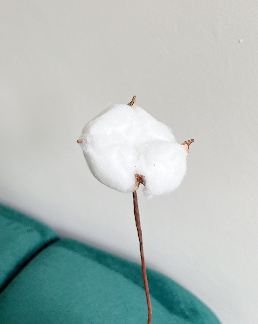 Flor de Algodón