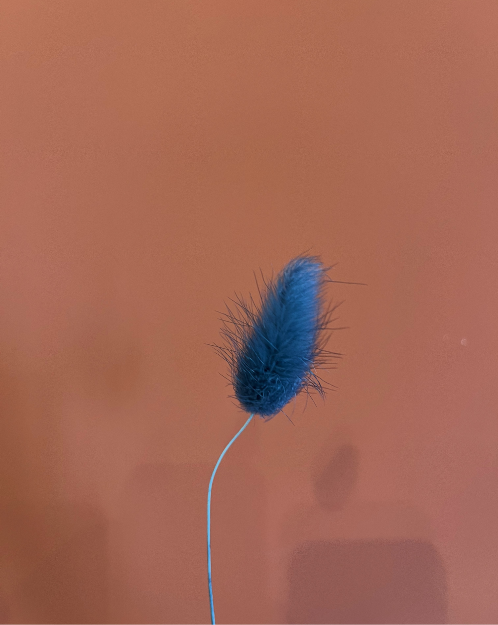 Colitas de Conejo Azul Marino