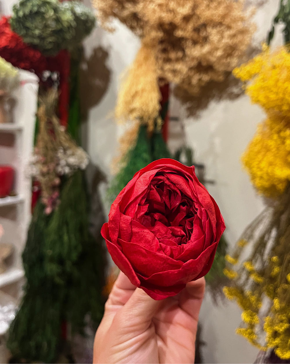 Peonía Preservada Roja (Cabeza)