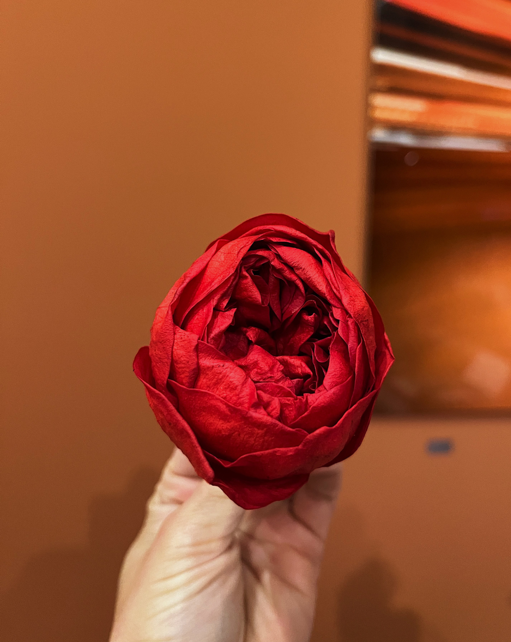 Peonía Preservada Roja (Cabeza)