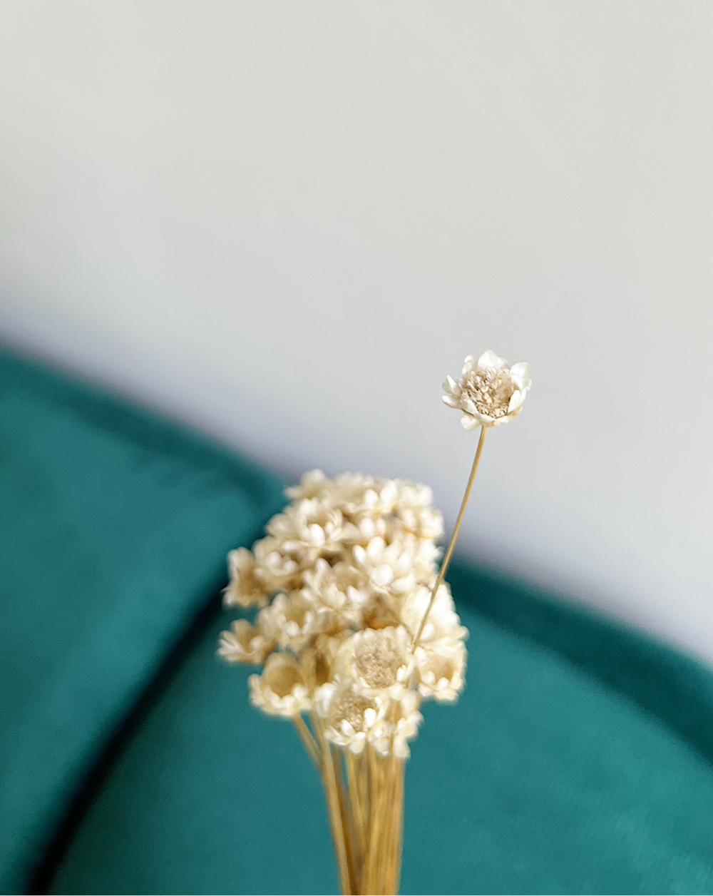 Starflower blanca