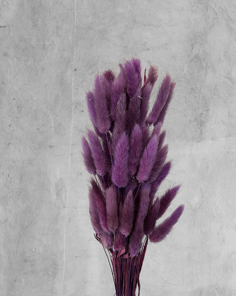 Colitas de Conejo Morado Oscuro
