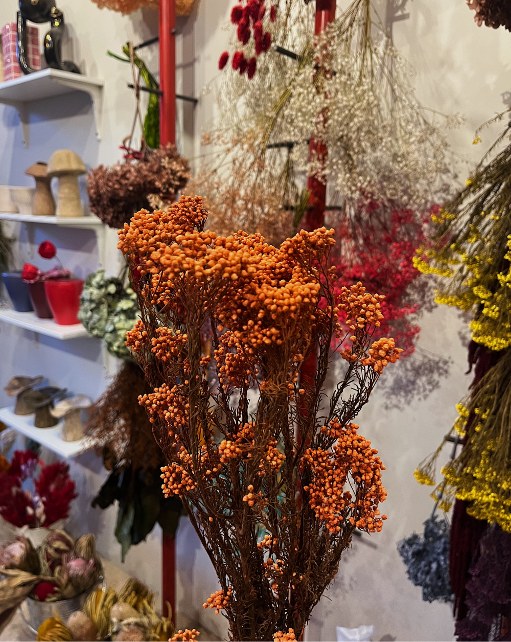 Rice Flower Naranja