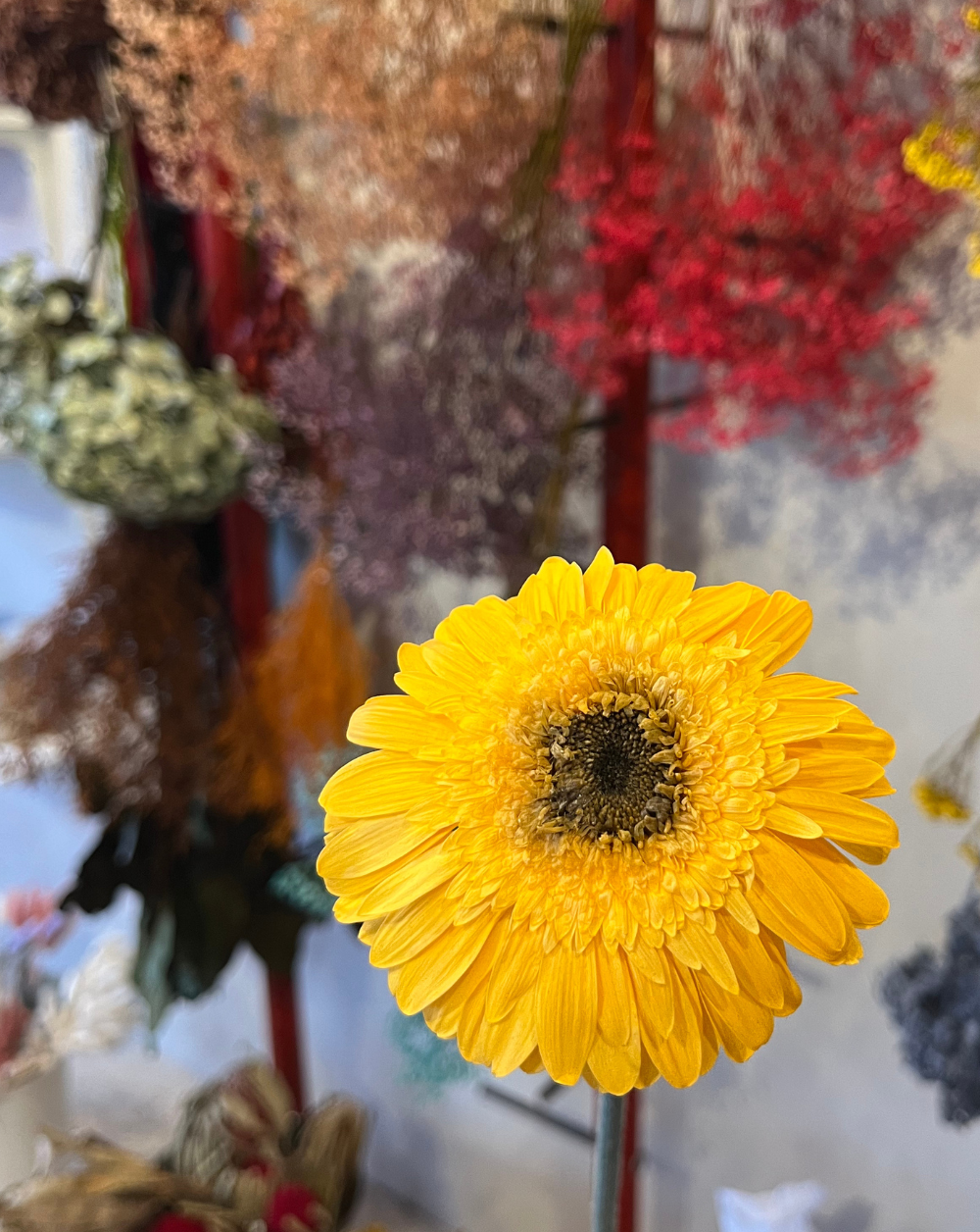 Gerbera amarilla