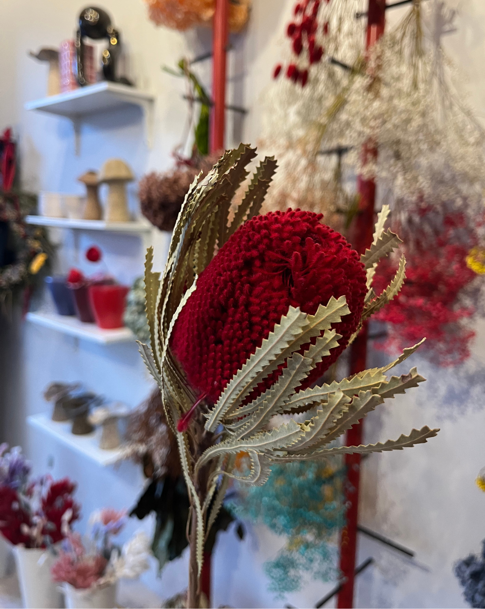 Banksia Roja