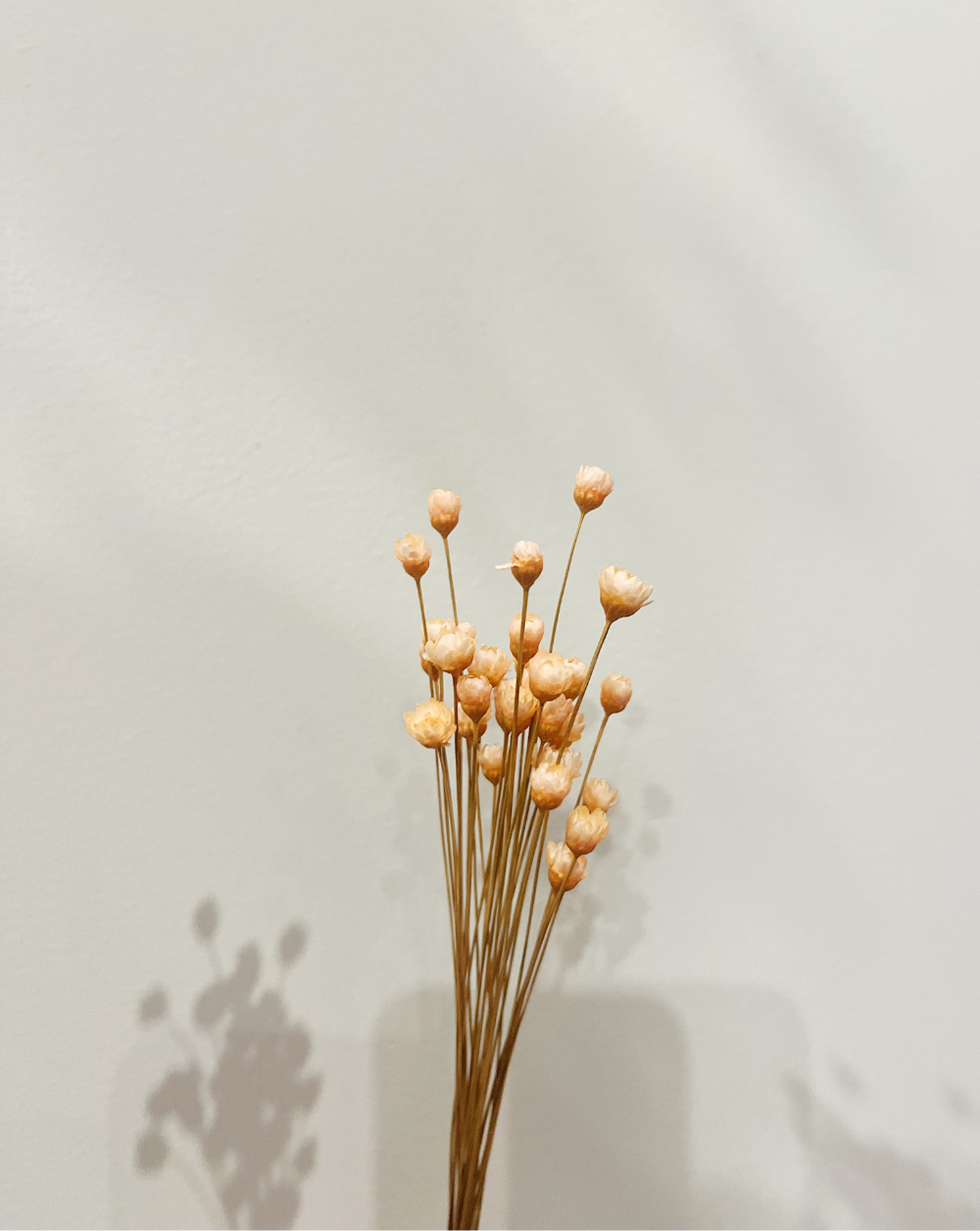 Starflower Naranja
