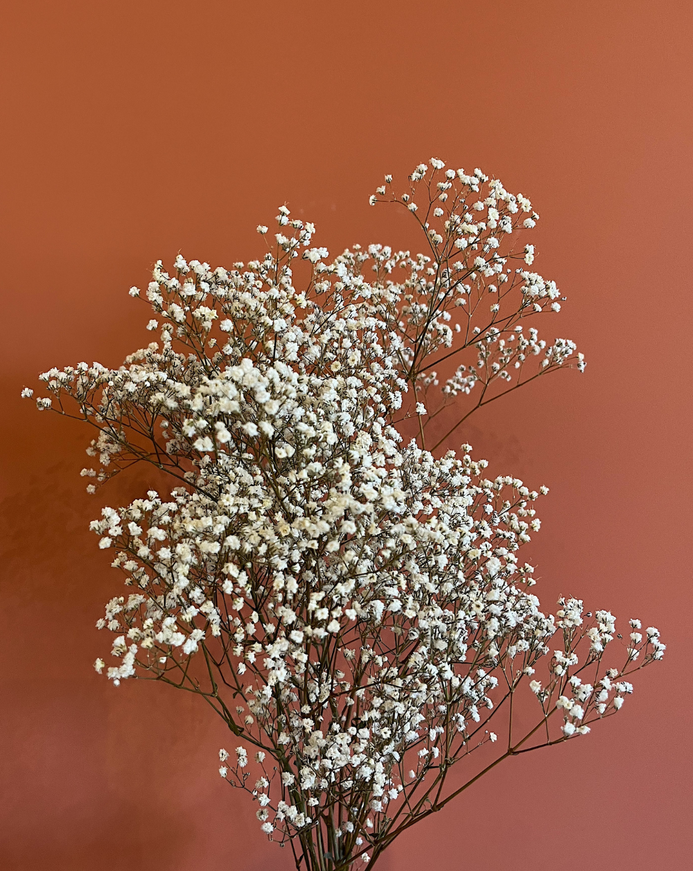 Gypsophilas Blancas