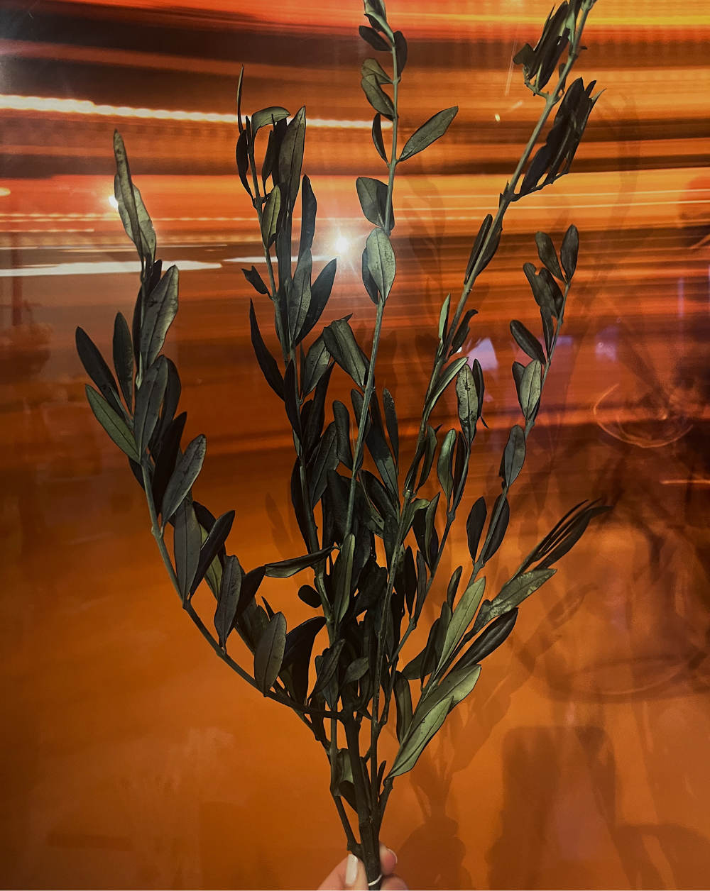 Olive Tree