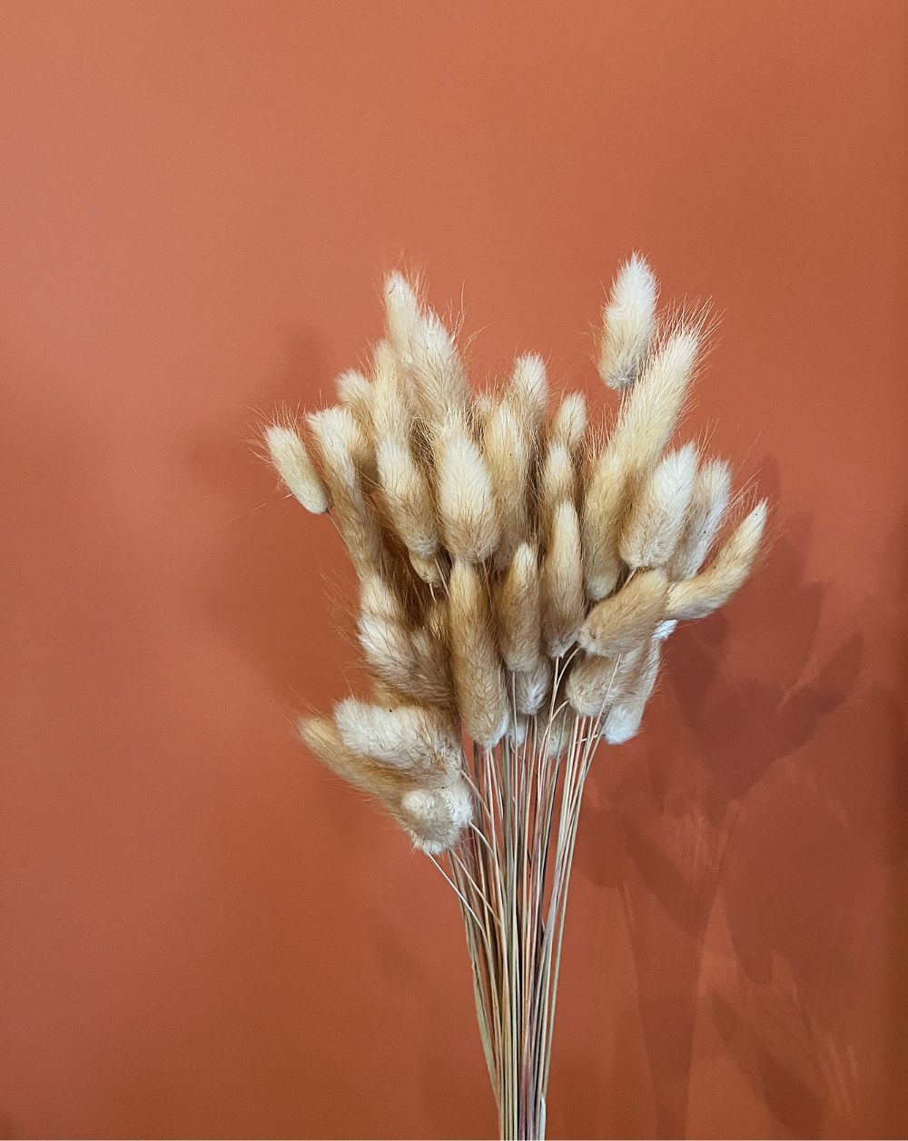 Colitas de Conejo Naturales
