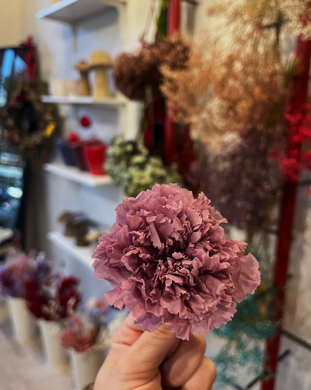 Carnation Preservada color morado