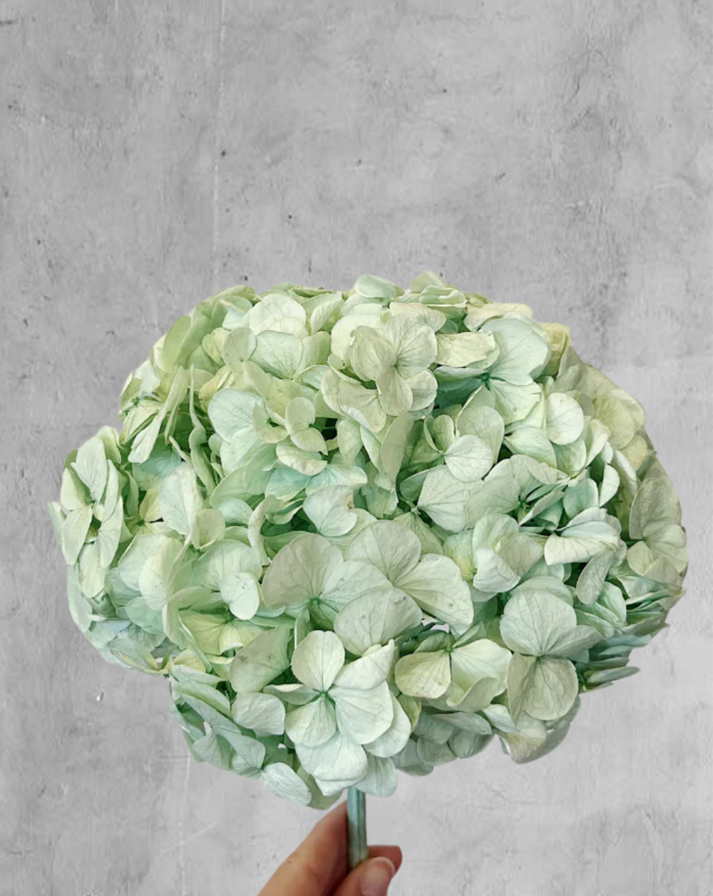 Hortensia verde menta