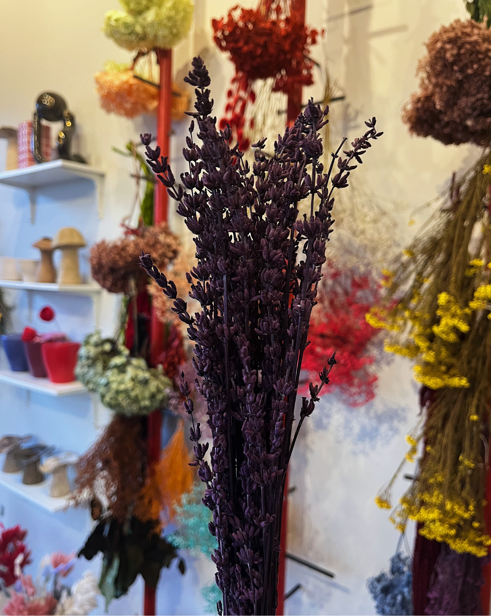 Lavanda Morada