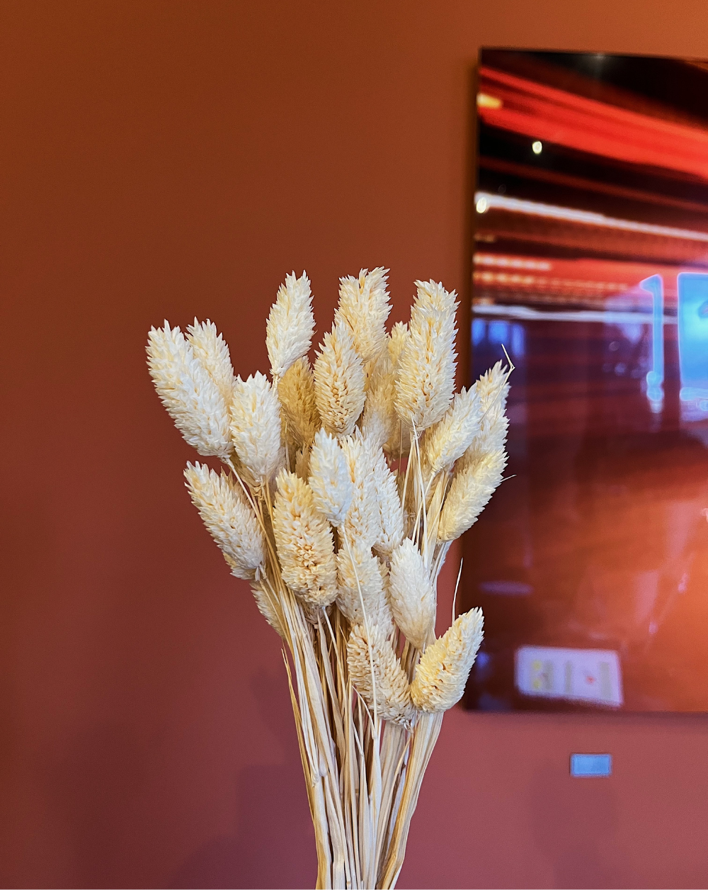 Phalaris Blanco