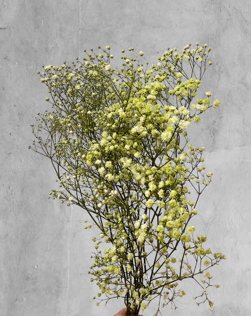 Gypsophilas Verdes