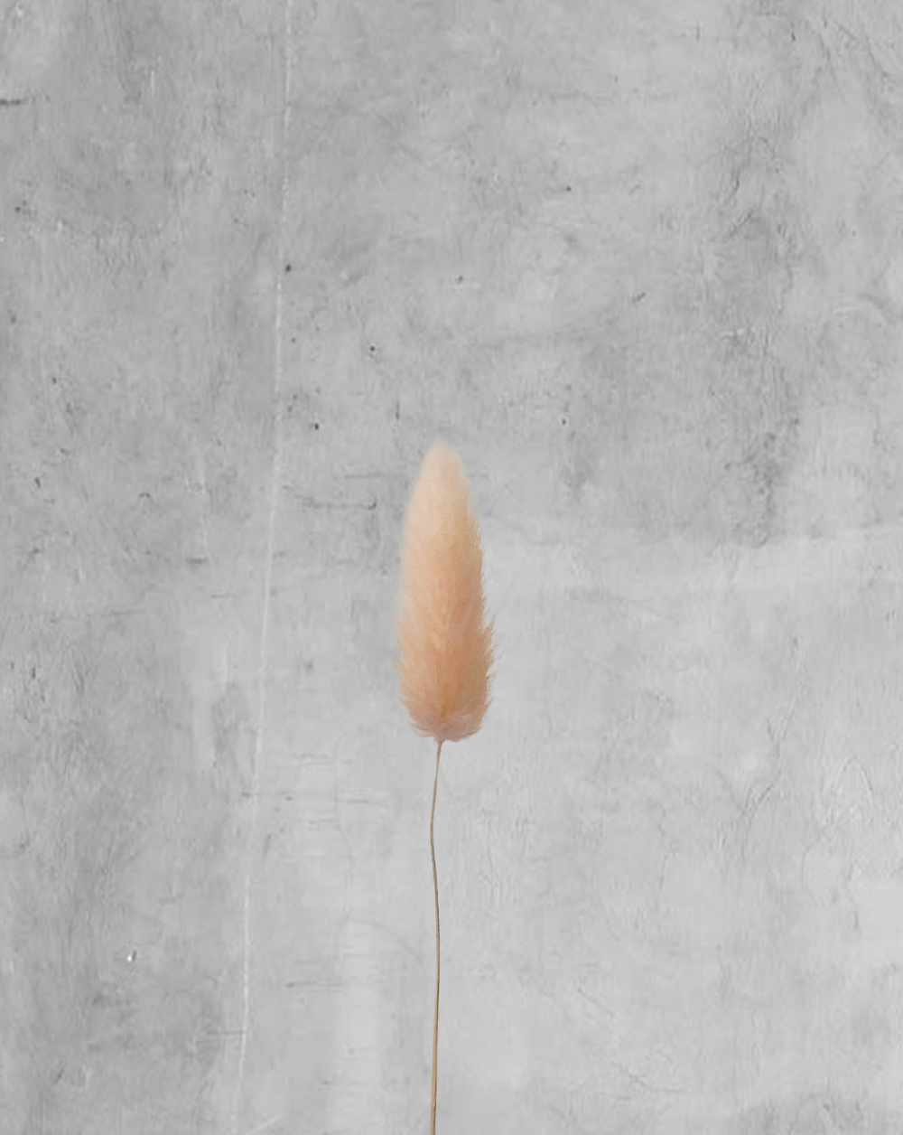 Colitas de Conejo Rosa Claro