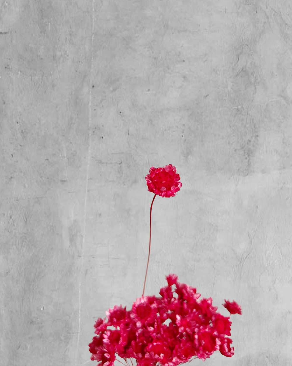 Starflower Roja