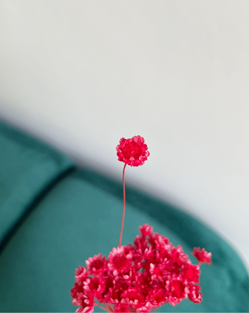 Starflower Roja