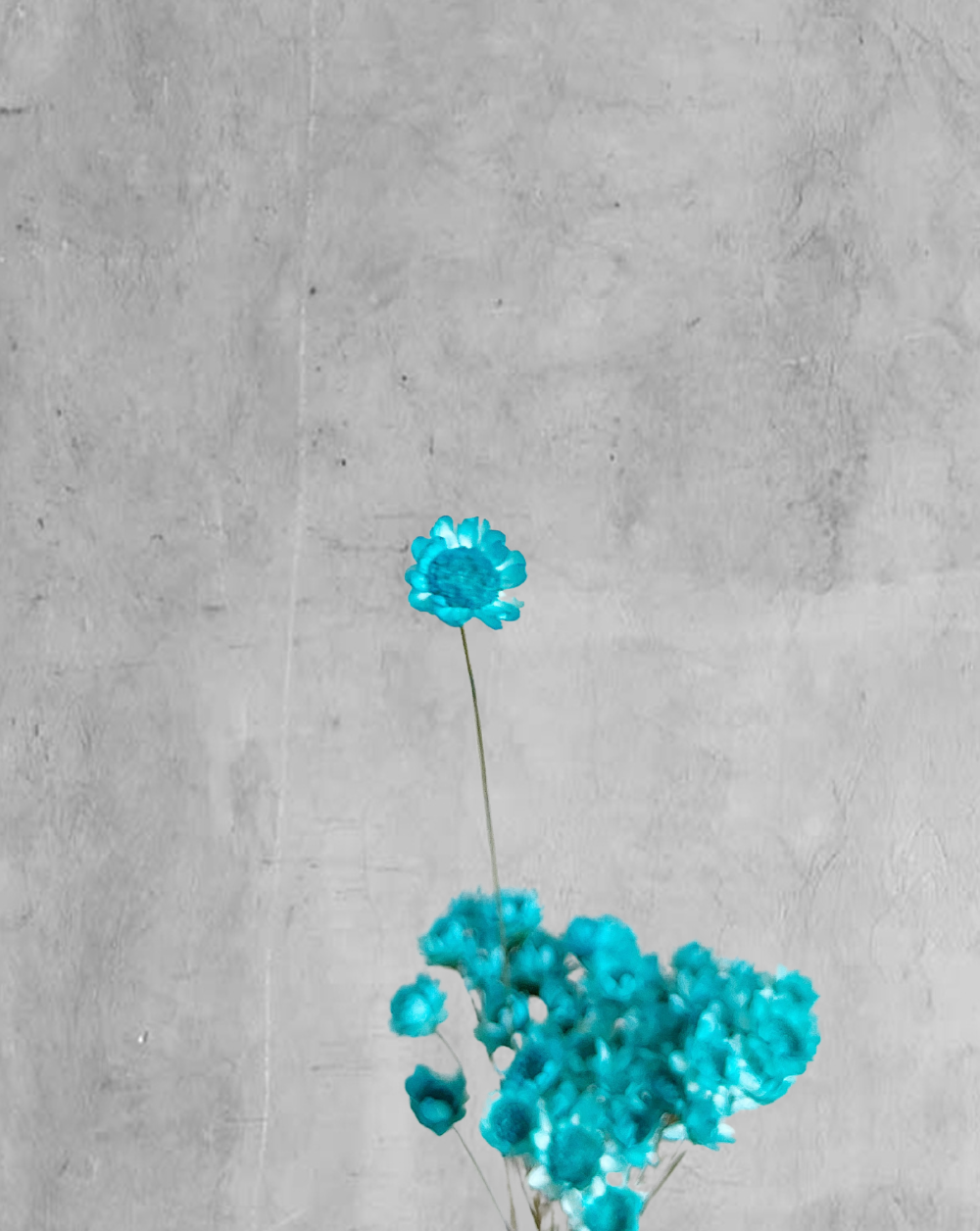 Starflower Turquesa
