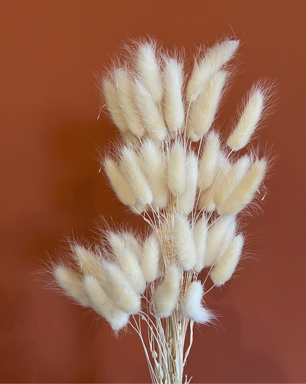 Colitas de Conejo Blancas