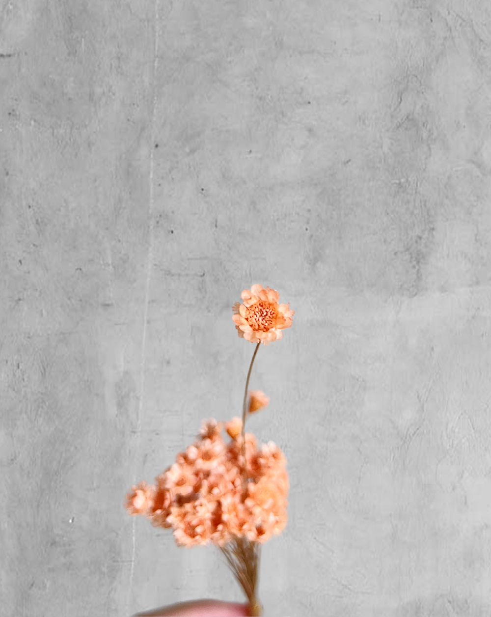 Starflower Naranja