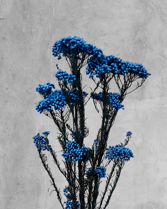 Rice Flower Azul