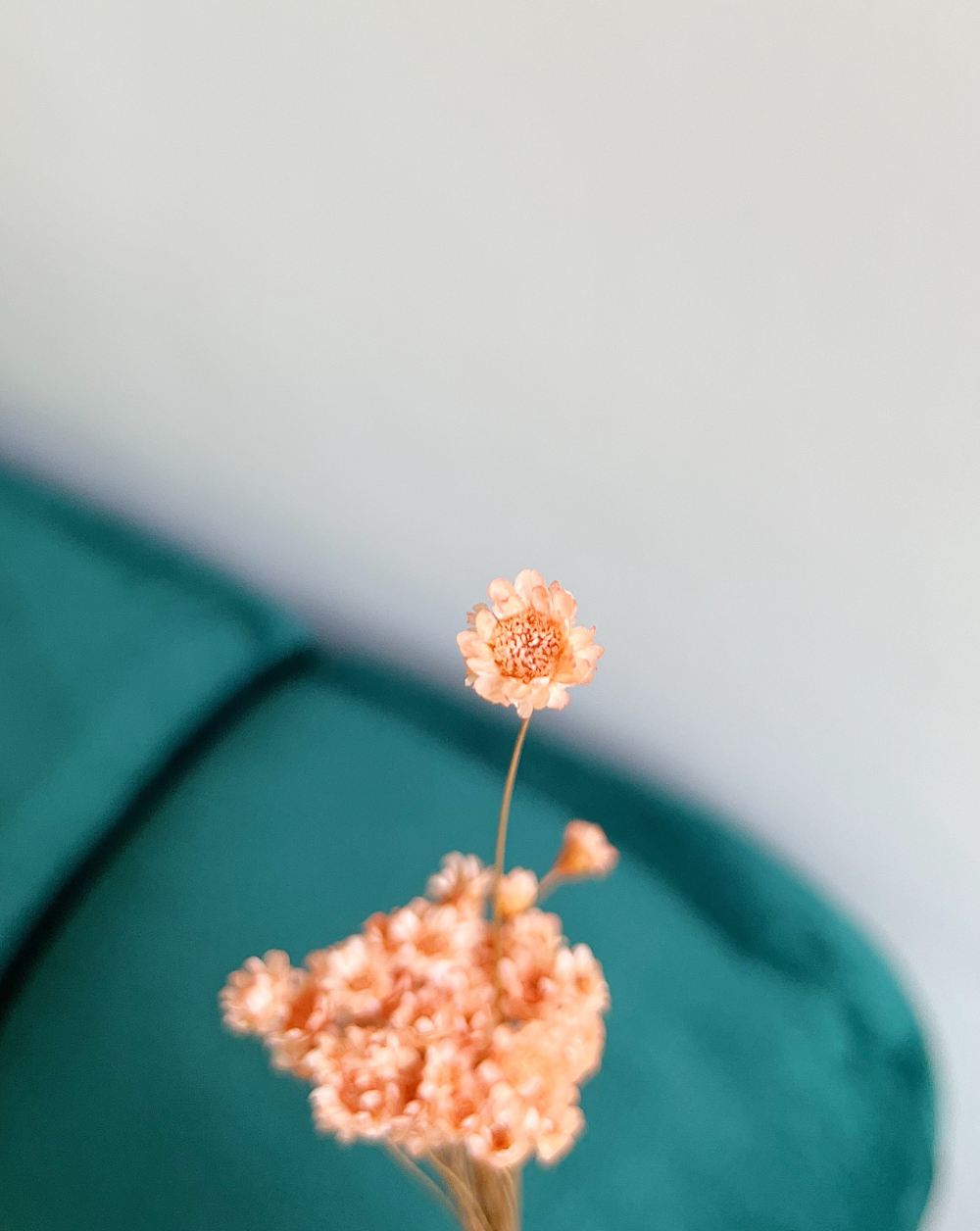Starflower Naranja