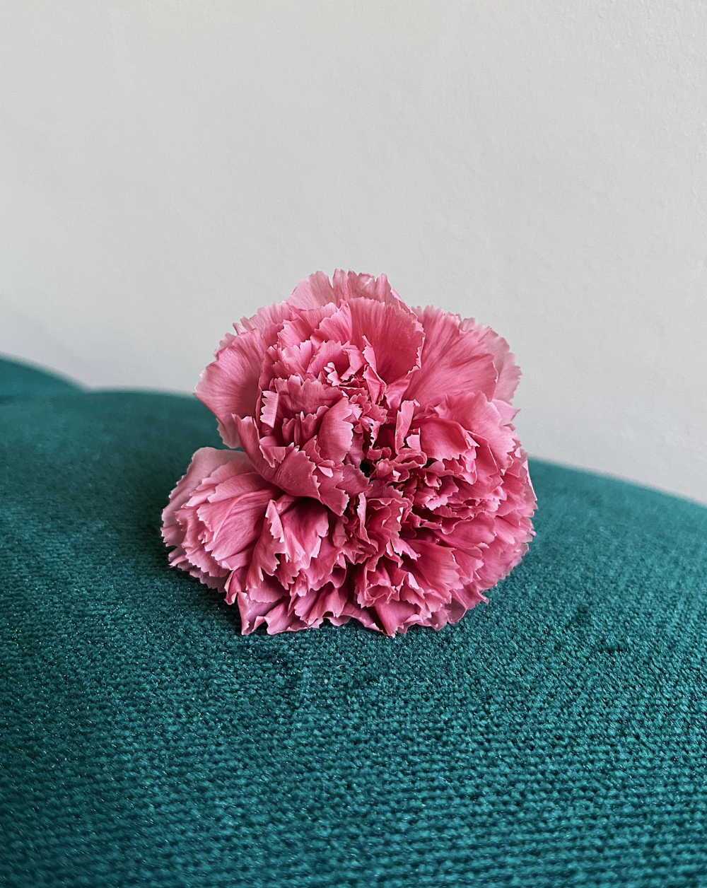 Carnation Preservada color rosada