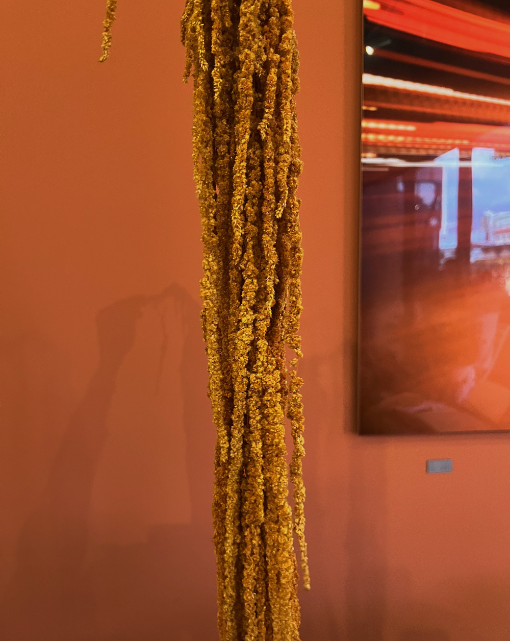 Amaranthus Colgante Mostaza