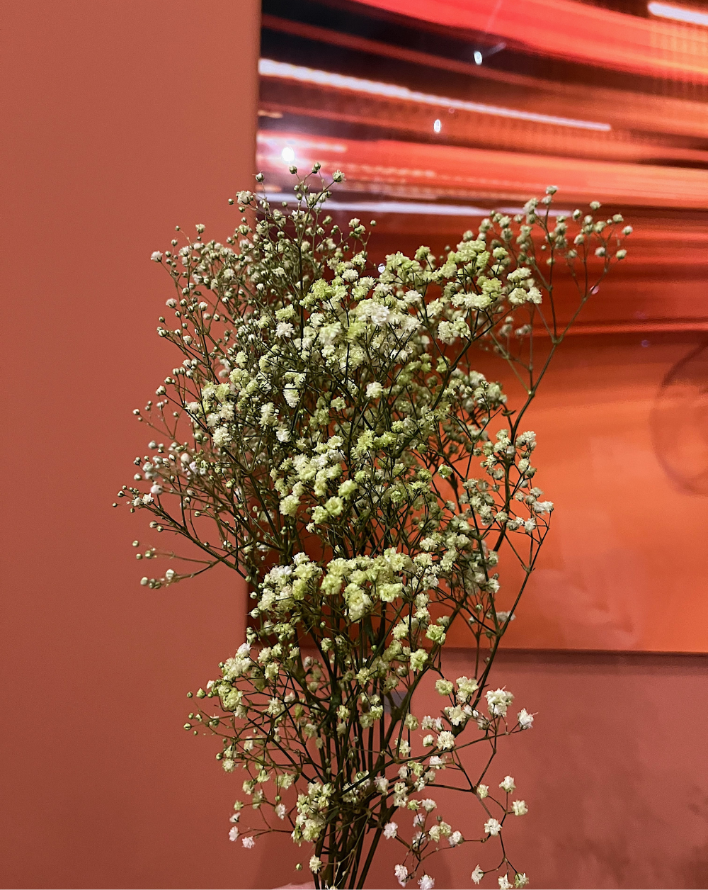 Gypsophilas Verdes