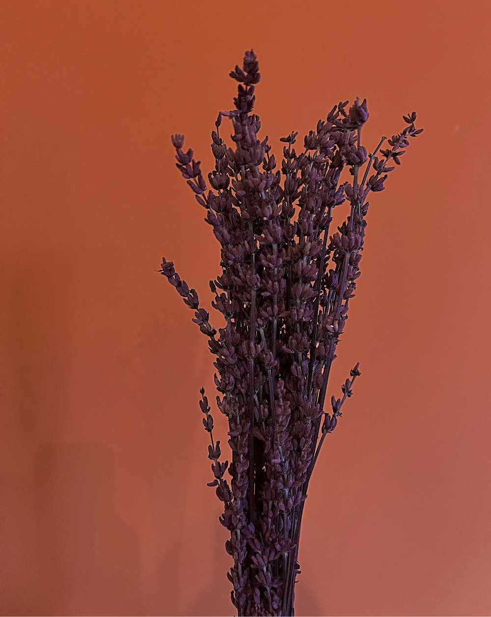 Lavanda Morada
