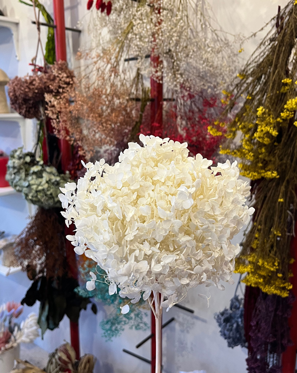 Hortensia Blanca Petit