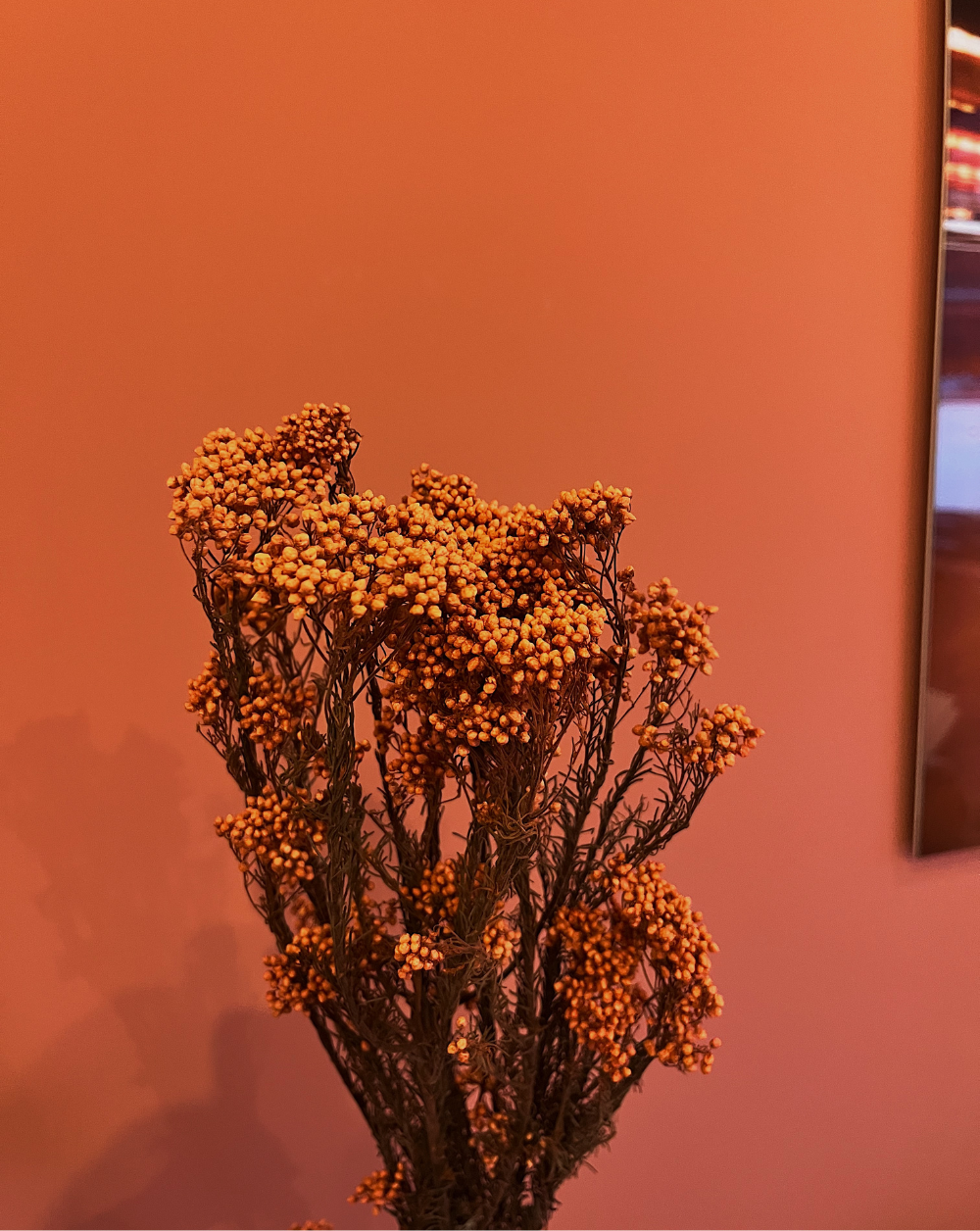 Rice Flower Naranja