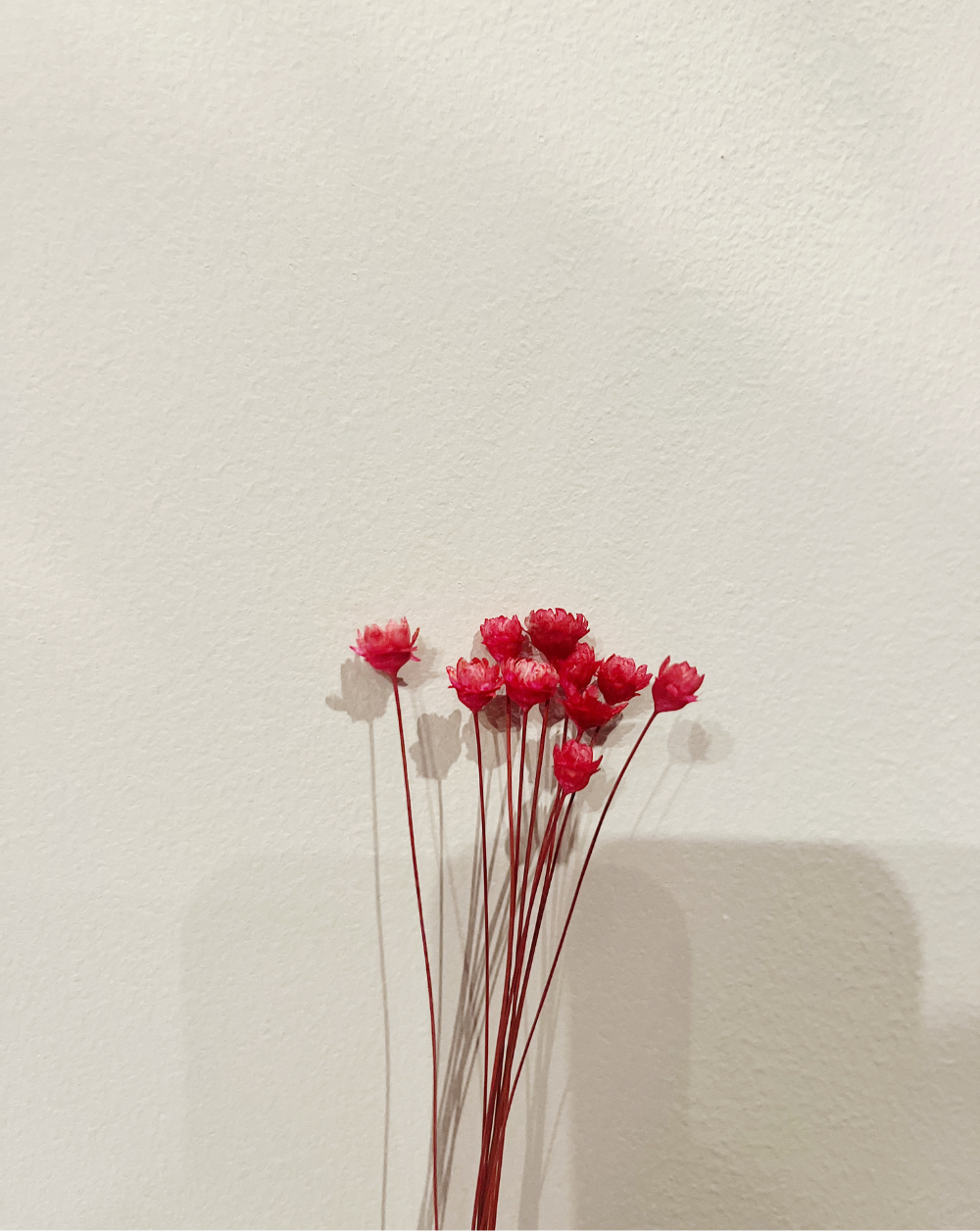 Starflower Roja