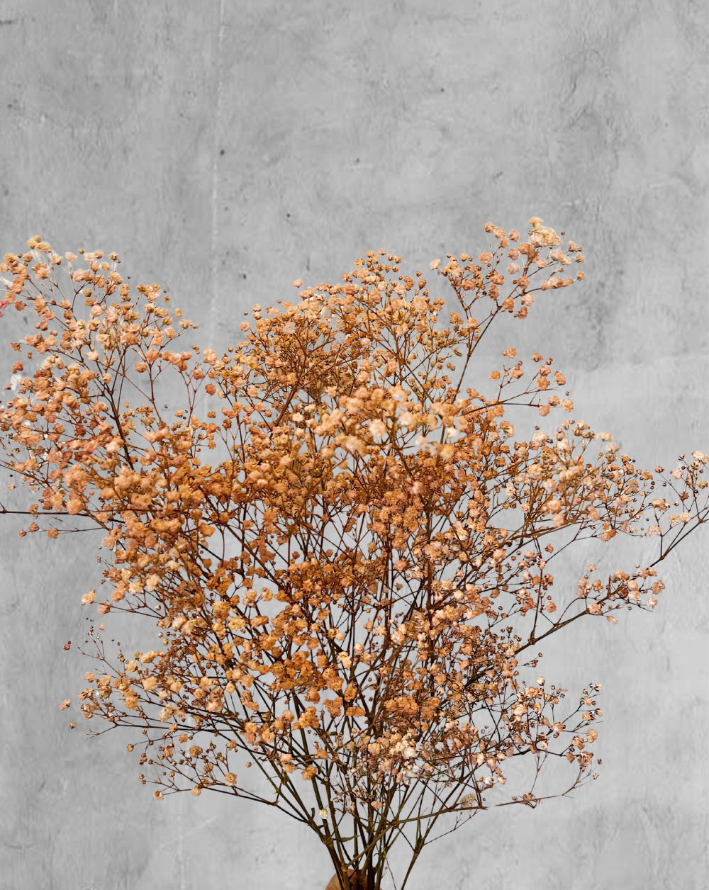 Gypsophilas Naranja
