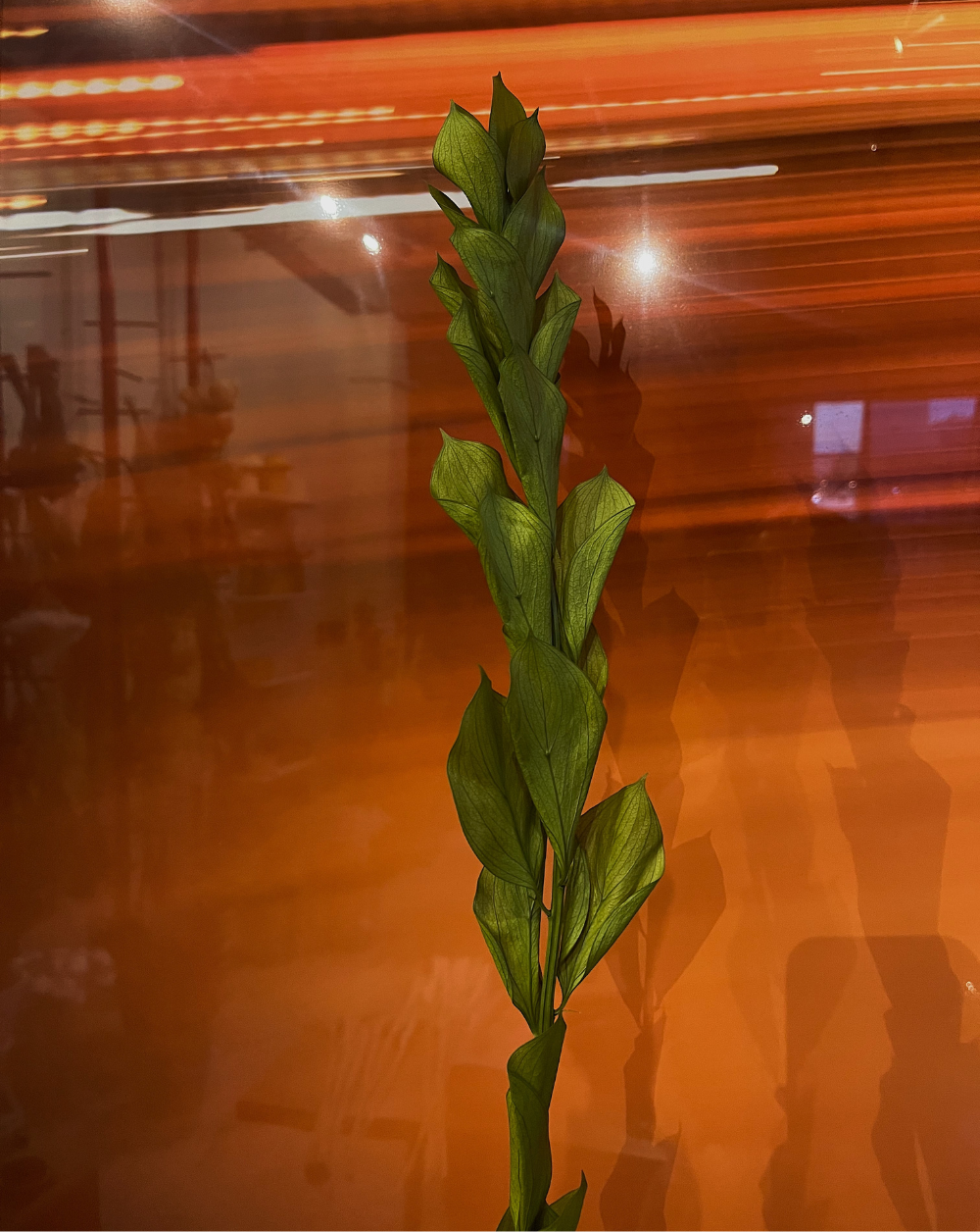 Ruscus verde claro