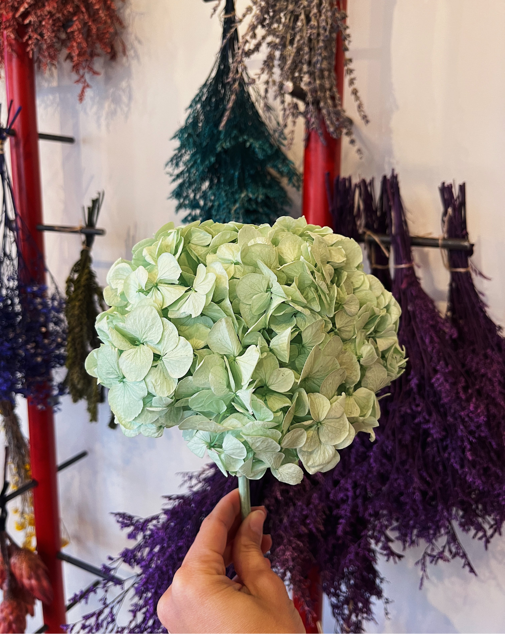 Hortensia verde menta
