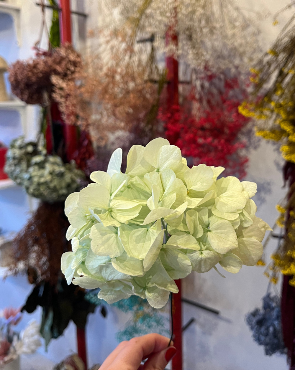 Mini hortensia verde menta