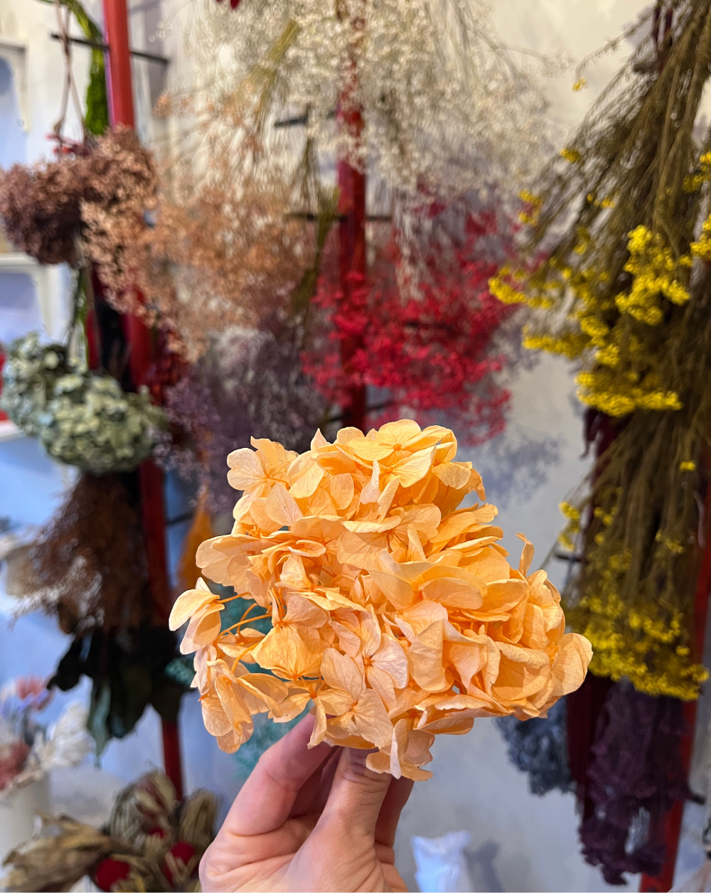Mini hortensia peach fuzz